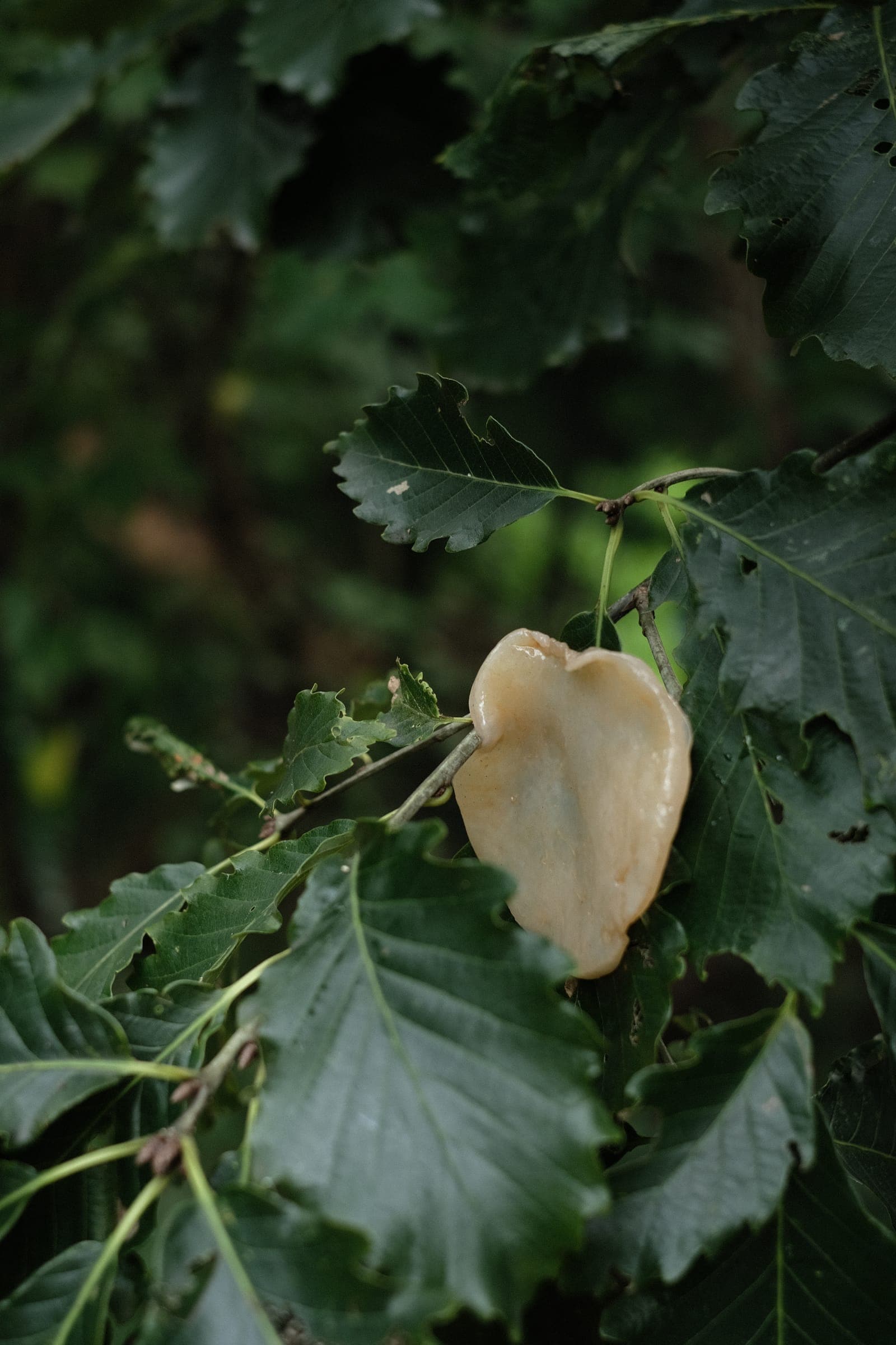SCOBY 3